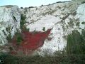 Chalk cliffs above River Ouse - geograph.org.uk - 108829.jpg