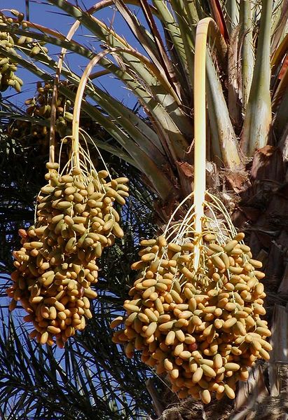 Soubor:Dates on date palm.jpg