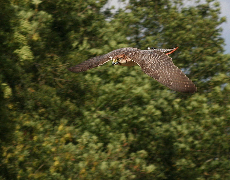 Soubor:Falco biarmicus dive.jpg