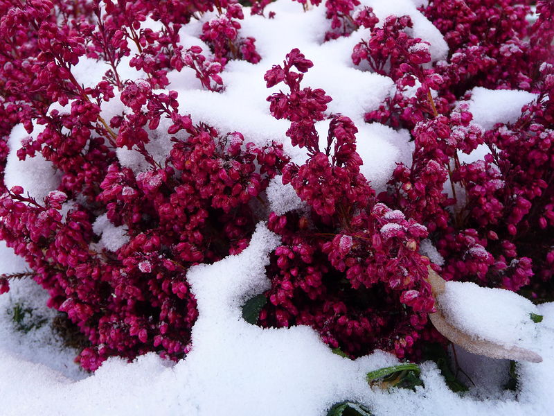 Soubor:Erica im Schnee.JPG