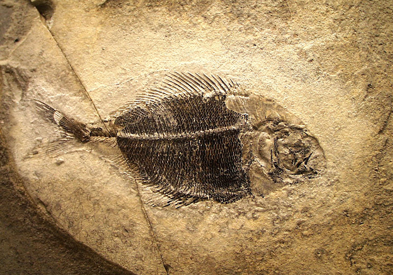 Soubor:Fossil fish Fur Museum.jpg