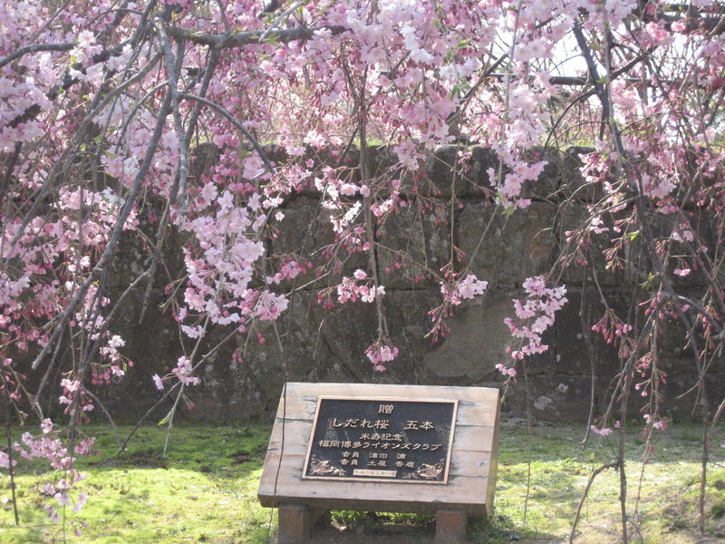 Soubor:Shidare sakura flowers.JPG