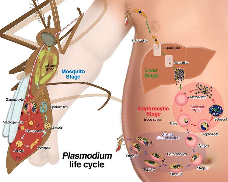 Soubor:Falciparum-life-cycle-final.jpg