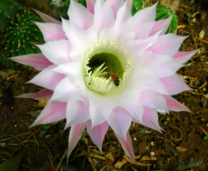 Soubor:Echinopsis eyriesii.JPG