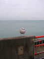 Juvenile Herring Gull, Eastern Breakwater - geograph.org.uk - 1064596.jpg