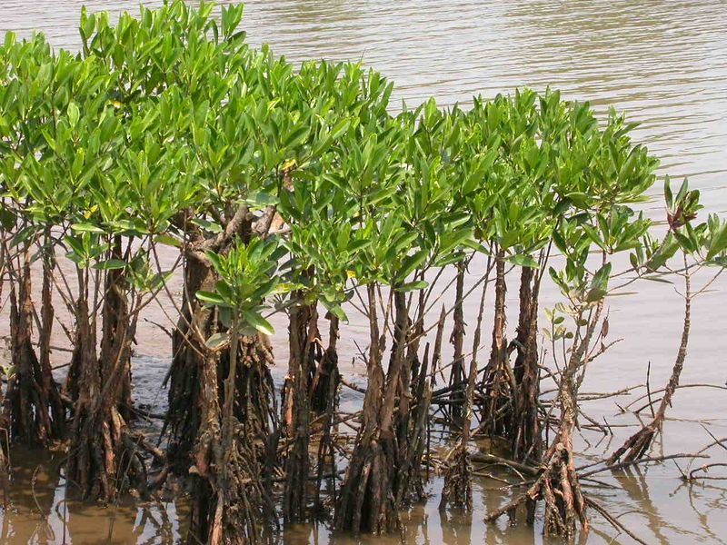 Soubor:Mangroves in Kannur, India.jpg