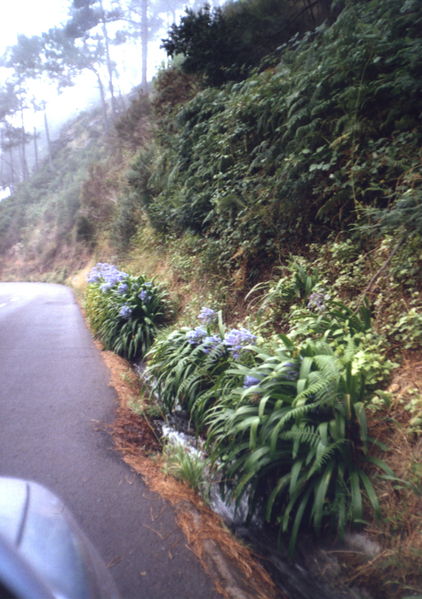 Soubor:V horách-agapanthus kalokvět.jpg