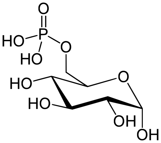 Soubor:Glucose-6-Phosphate.png