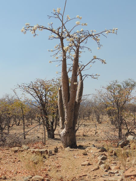 Soubor:Pachypodium lealii 2.JPG