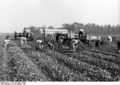 Bundesarchiv B 145 Bild-F004772-0006, Sechtem, Rübenernte.jpg