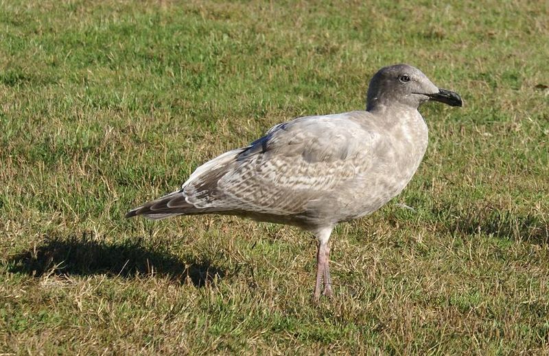 Soubor:Larus-glaucescens-juvenile.JPG