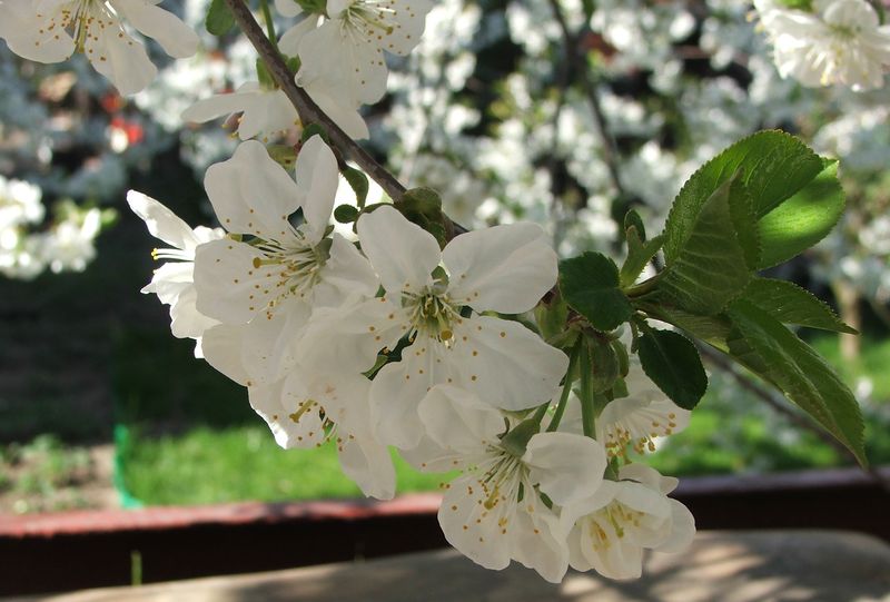 Soubor:Prunus blossoms.JPG