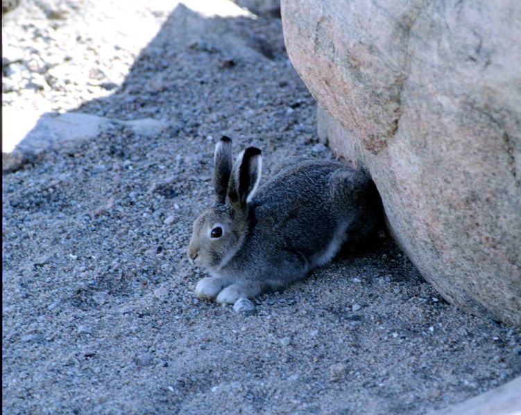 Soubor:Lepus arcticus 1996-07-30.jpg