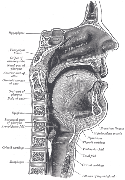 Soubor:Sagittalmouth.png