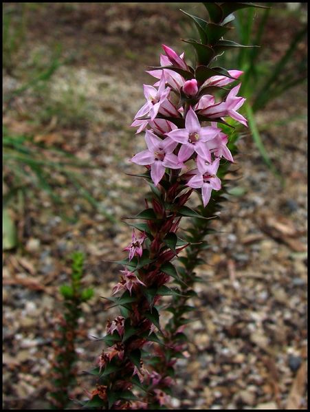 Soubor:Epacris purpurascens (3881411662).jpg