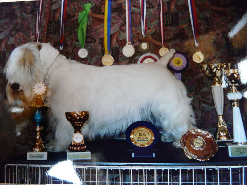 Soubor:Sealyham terrier 1.jpg