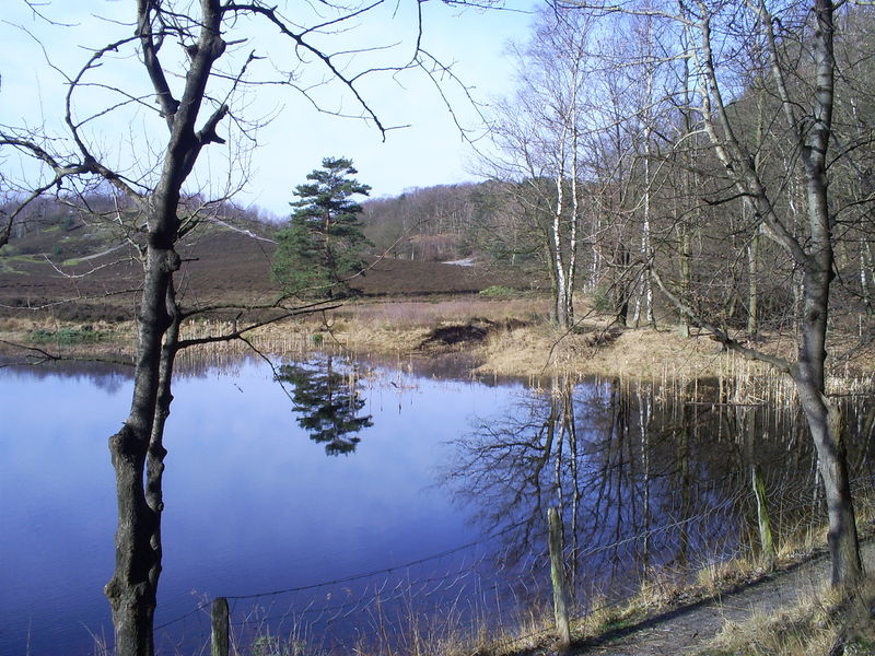 Soubor:Brunssummerheide.JPG