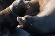 Calif-sealion-detail.jpg