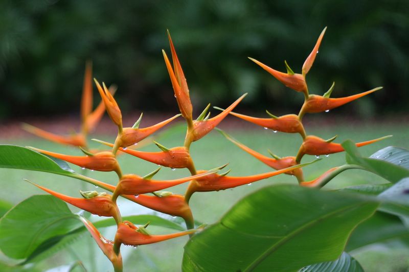 Soubor:Heliconia latispatha (Starwiz).jpg