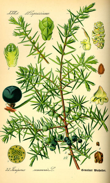 Soubor:Illustration Juniperus communis0.jpg