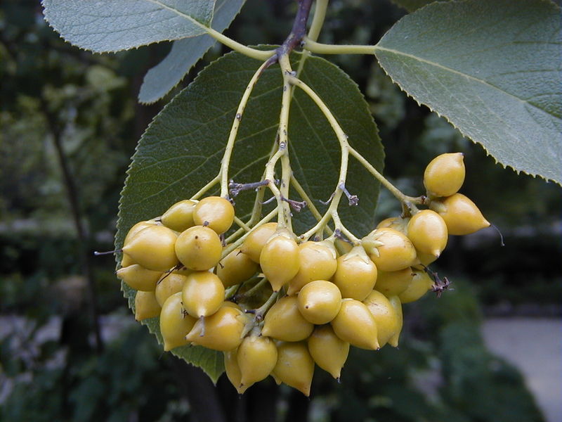 Soubor:Ehretia dicksonii 2.jpg