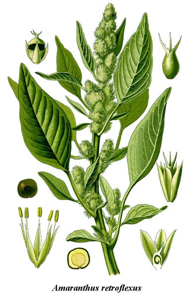 Soubor:Cleaned-Illustration Amaranthus retroflexus.jpg