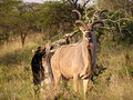 Kudu1.jpg