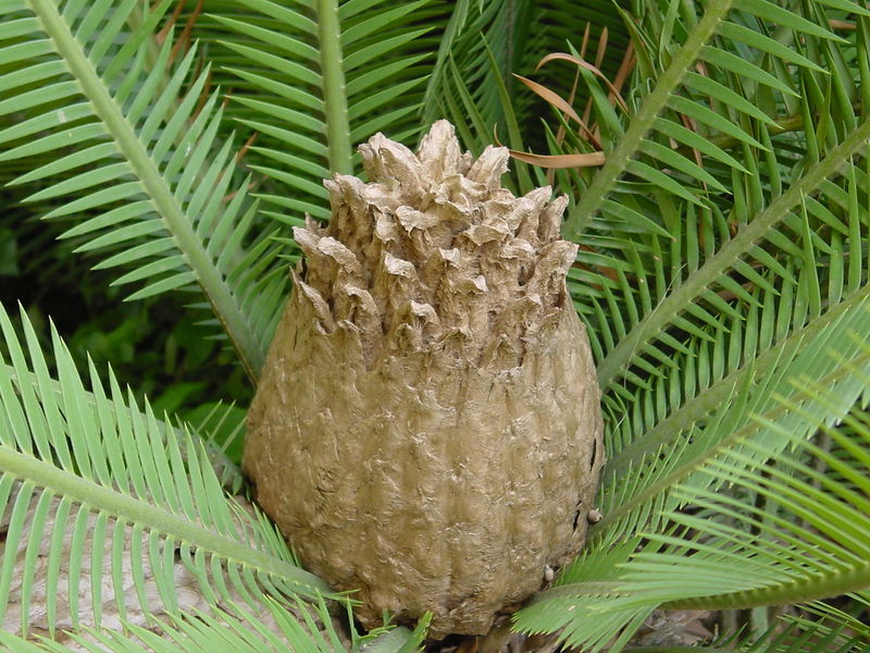 Soubor:Dioon edule04.jpg