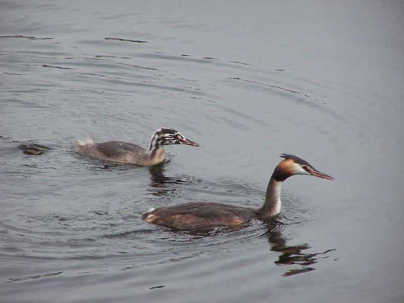 Soubor:Podiceps cristatus adult and young.jpg