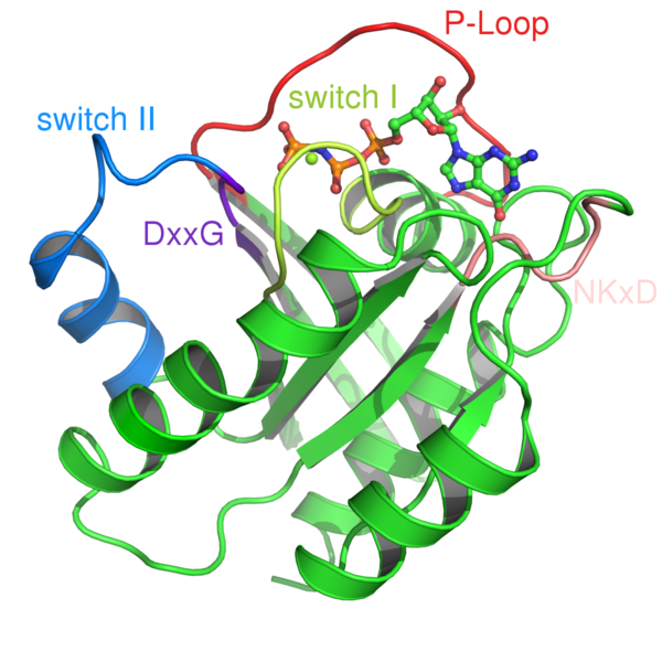 Soubor:Ras-Structure.png