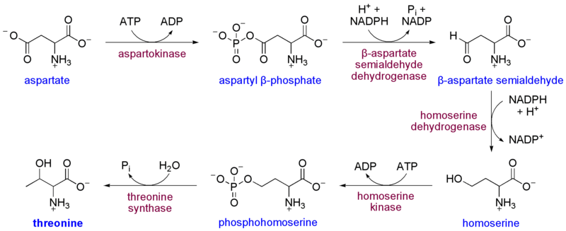 Soubor:Threonine biosynthesis.png