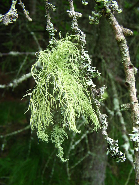 Soubor:Usnea 1 (2005 07 19).jpg