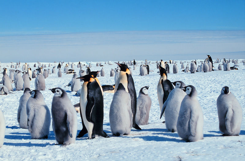 Soubor:Kaiserpinguine mit Jungen.jpg