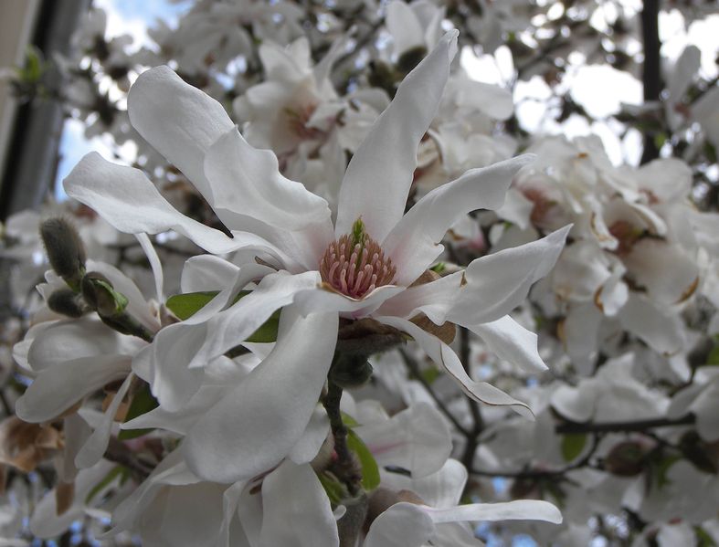 Soubor:Magnolia4023.jpg