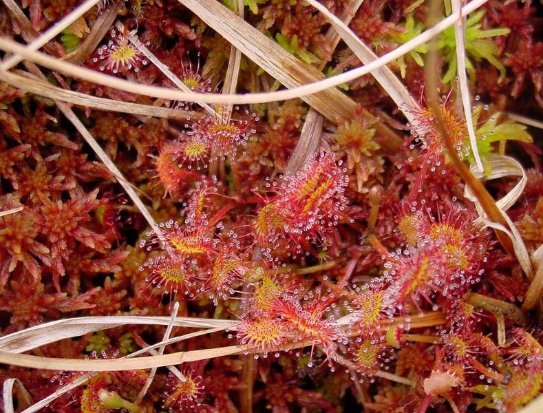 Soubor:Drosera rotundifolia ne1.jpg