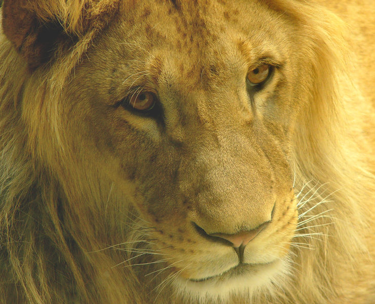 Soubor:Male lion olomouc.jpg