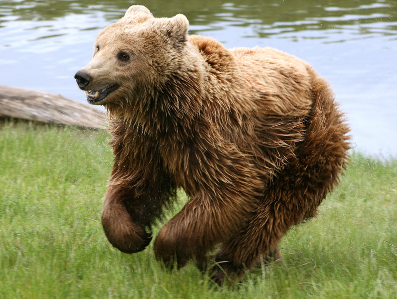 Soubor:Brown bear (Ursus arctos arctos) running.jpg