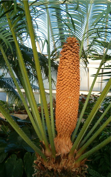 Soubor:Cycas rumphii BotGard1105MaleCone10.jpg