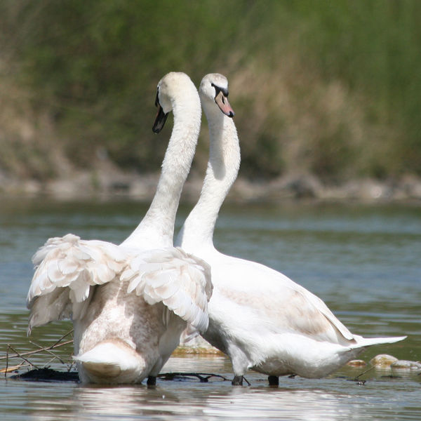 Soubor:Cygnus olor flirt quadrat.jpg