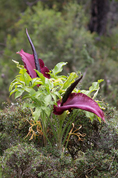 Soubor:Dracunculus vulgaris LC0044.jpg