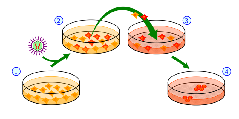 Soubor:Induction of iPS cells.png