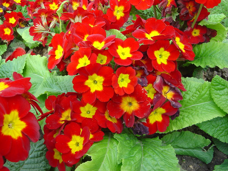 Soubor:Primula eliator Crescendo rouge dsc00934.jpg