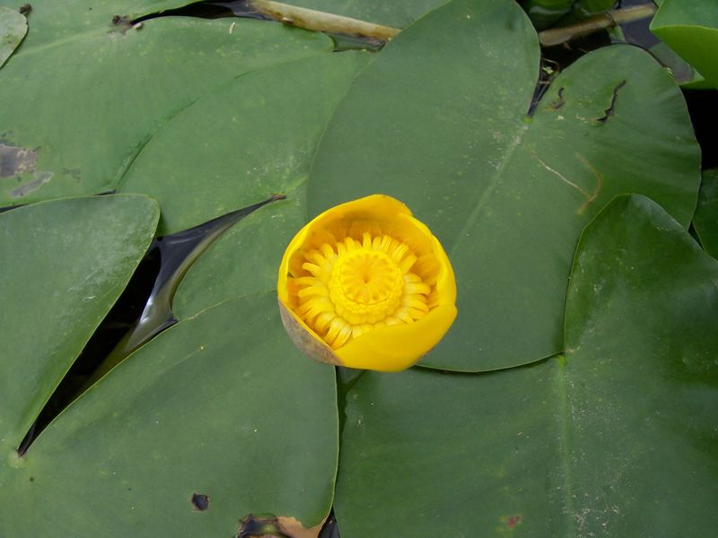 Soubor:Nuphar lutea (Detail) 24072005-1.jpg