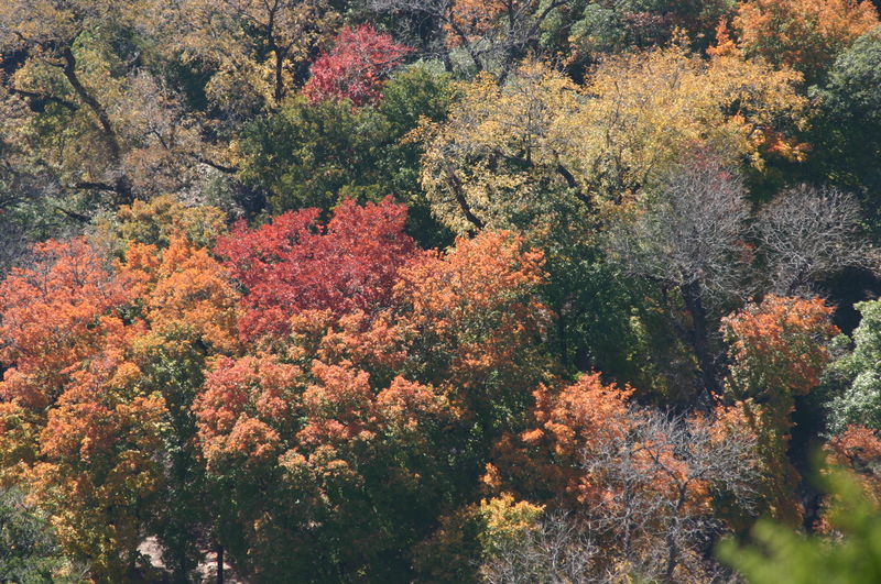 Soubor:Aerial View of Autumn Forest Colors.jpg