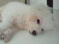 Cotton the Bichon Frise is sleepy.jpg