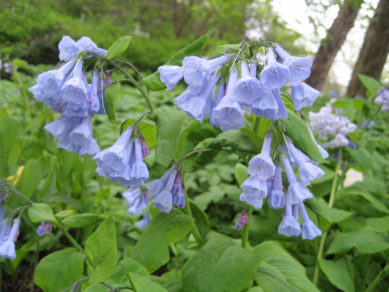 Soubor:Mertensia virginica (Flower).jpg