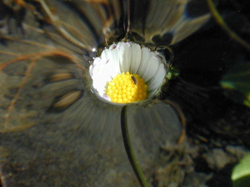 Soubor:Dscn3156-daisy-water 1200x900.jpg