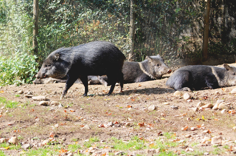 Soubor:Pecari tajacu Zoo Praha 2011-1.jpg