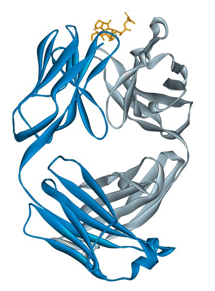 Soubor:Alemtuzumab Fab 1CE1.png