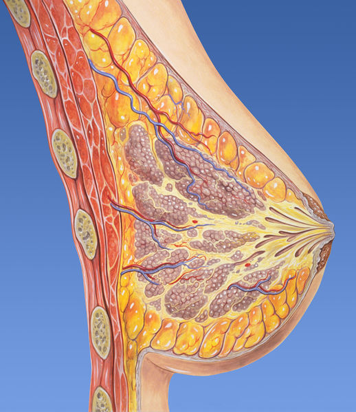 Soubor:Breast anatomy normal.jpg